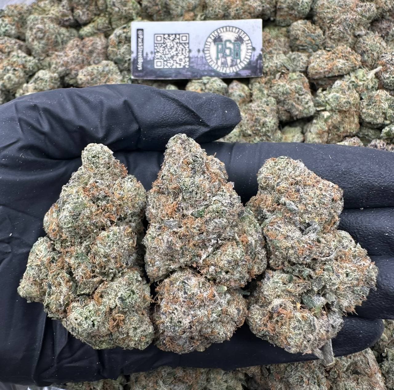 AMBROSIA